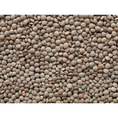 Les lentilles bio