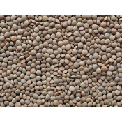 Les lentilles bio